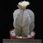Astrophytum myriostigma
