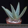 Aloe peglerae