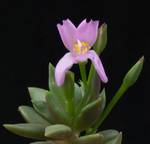 Anacampseros rufescens(5,5)