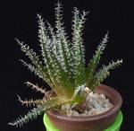 Aloe haworthioides
