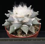 Ariocarpus retusus Sierra Paila