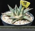 Ariocarpus retusus v. trigonus