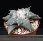 Ariocarpus retusus confusus