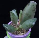 Adromischus festivus