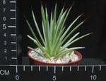 Agave echinoides