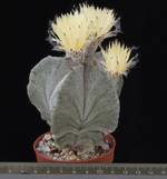 Astrophytum myriostigma v. tulense