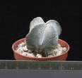 Astrophytum myriostigma v. quadricostatum