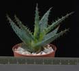 Aloe broomii