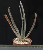 Aloe barbadensis