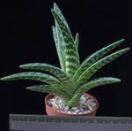 Aloe variegata