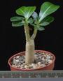 Adenium obesum