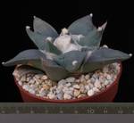 Ariocarpus retusus