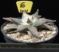 Ariocarpus retusus