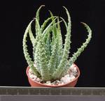 Aloe humilis