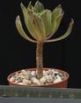 Aeonium urbicum