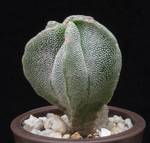 Astrophytum myriostigma