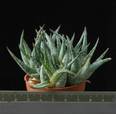 Aloe descoingsii