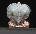 Astrophytum myriostigma v. quadricostatum