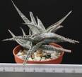 Aloe descoingsii