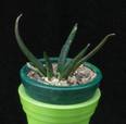 Ariocarpus agavoides