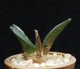 Ariocarpus furfuraceus