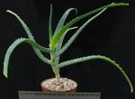 Aloe arborescens