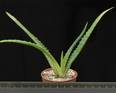 Aloe arborescens