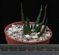 Ariocarpus agavoides