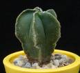 Astrophytum myriostigma v. nudum