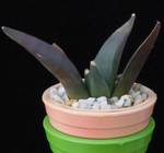 Ariocarpus retusus