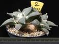 Ariocarpus retusus