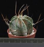 Astrophytum capricorne