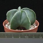 Astrophytum myriostigma v. nudum