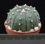 Astrophytum asterias