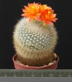 Brasilicactus haselbergii