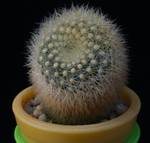 Brasilicactus graessneri