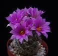 Bartschella schumanii seme
