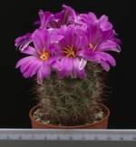 Bartschella schumanii v. globosa