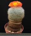 Brasilicactus haselbergii