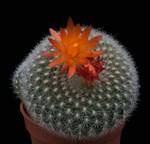 Brasilicactus haselbergii