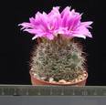 Bartschella schumannii v. globosa