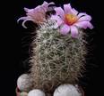 Bartschella schumannii v. globosa