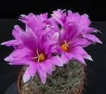 Bartschella schumannii v. globosa