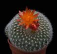 Brasilicactus haselbergii