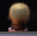 Brasilicactus graesneri 8,5