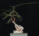 Brachychiton rupestris