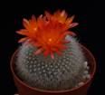 Brasilicactus haselbergii seme