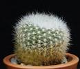 Brasilicactus haselbergii