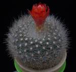 Brasilicactus haselbergii