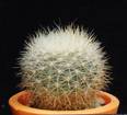 Brasilicactus graessneri